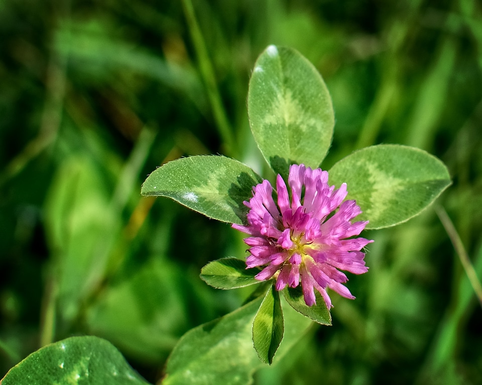 Red clover fodder plant pink