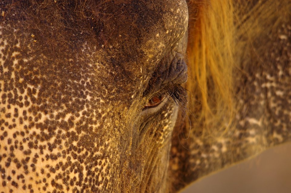 Zoo Elefant