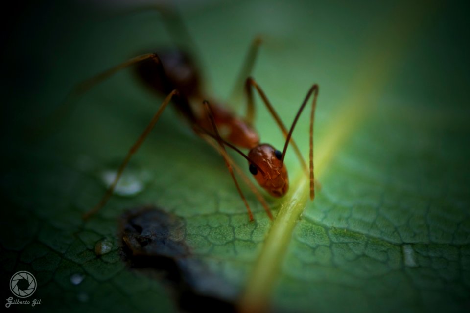 Ants photo