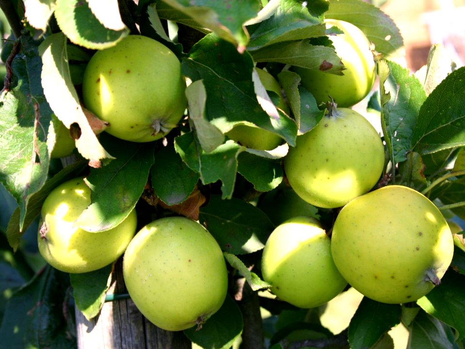 Ananasrenette