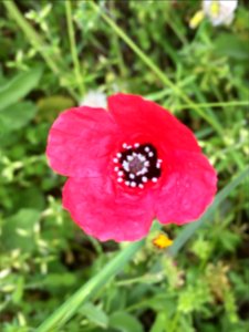 2016-04-29 Flor