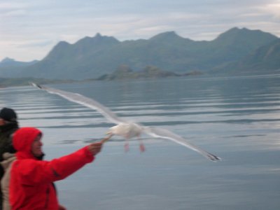 Norvegia - Isole Lofoten Luglio 2011