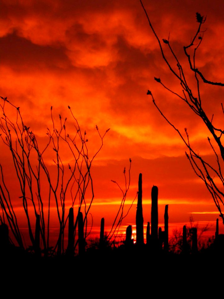 Sonoran Desert National Monument