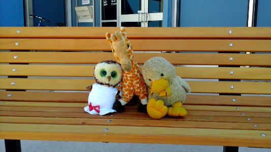 Images from Teddy Bear Sleepover 2016