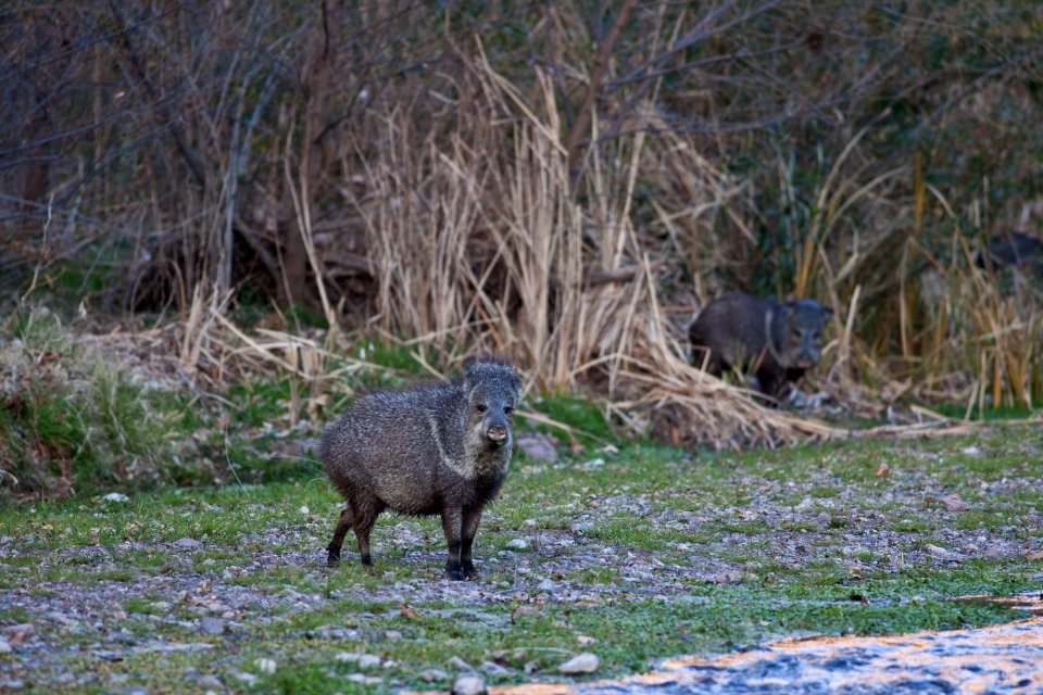 Javalina in the Aravaipa Canyon Wilderness Area