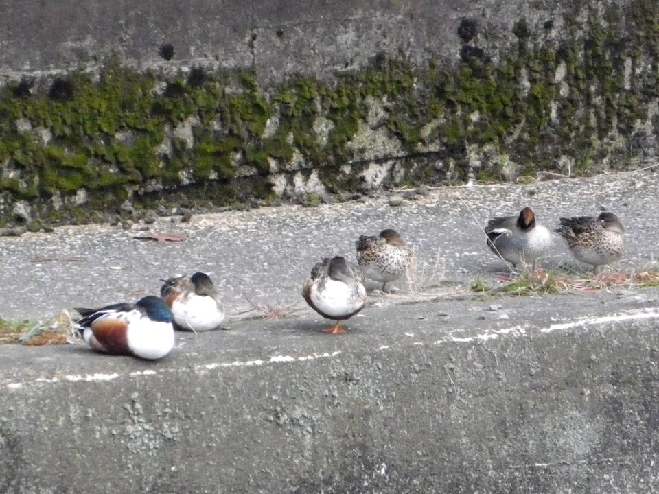 shovelers and common teals