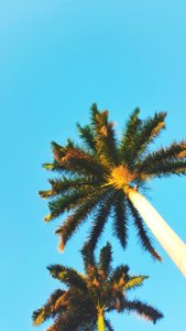 Managua Palm Trees