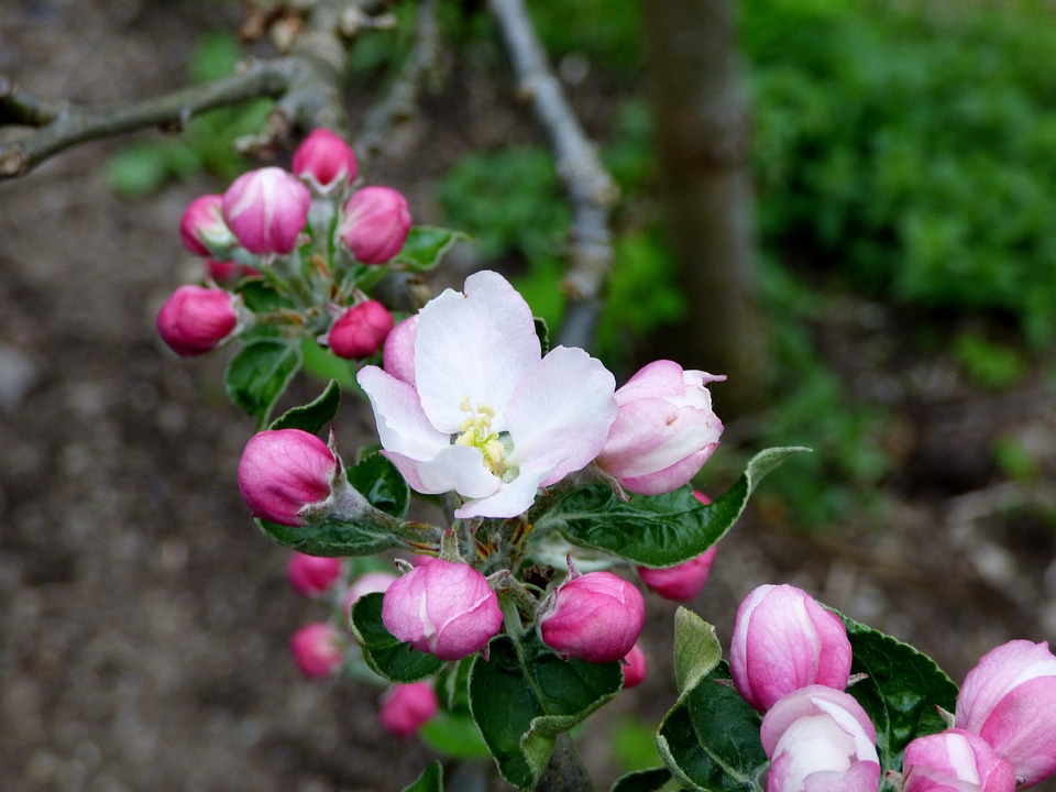 Nature pink white