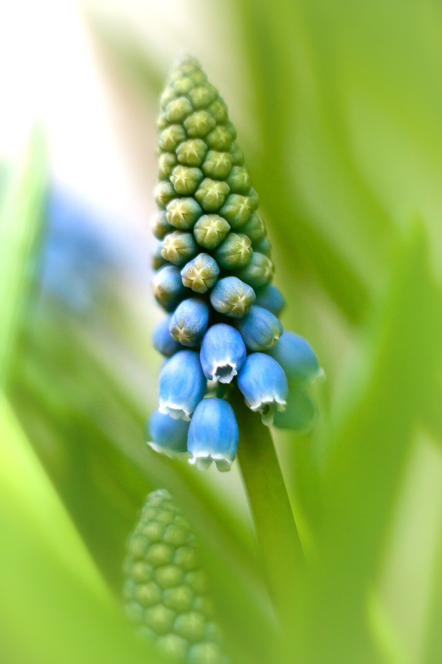 Close up spring nature