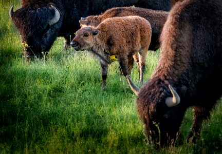 Bison Calf, Yellowstone NP