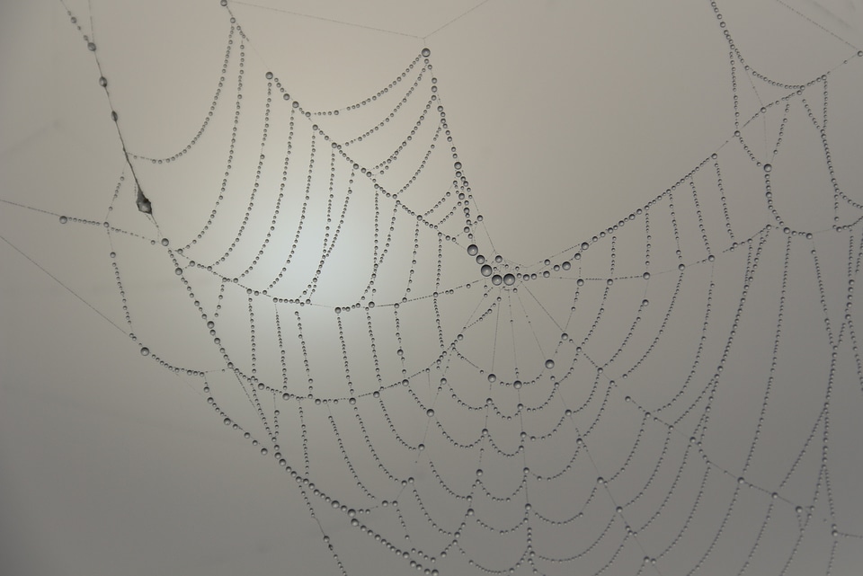 Cobweb beaded morgentau