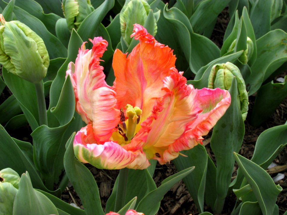 Lilyflowered tulip Apricot Parrot (2)