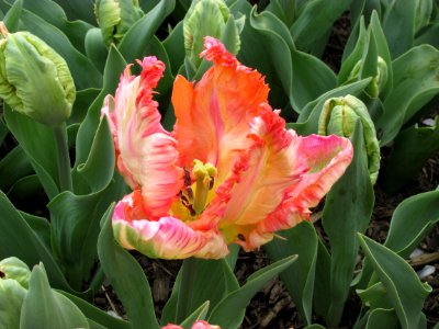 Lilyflowered tulip Apricot Parrot (2) photo