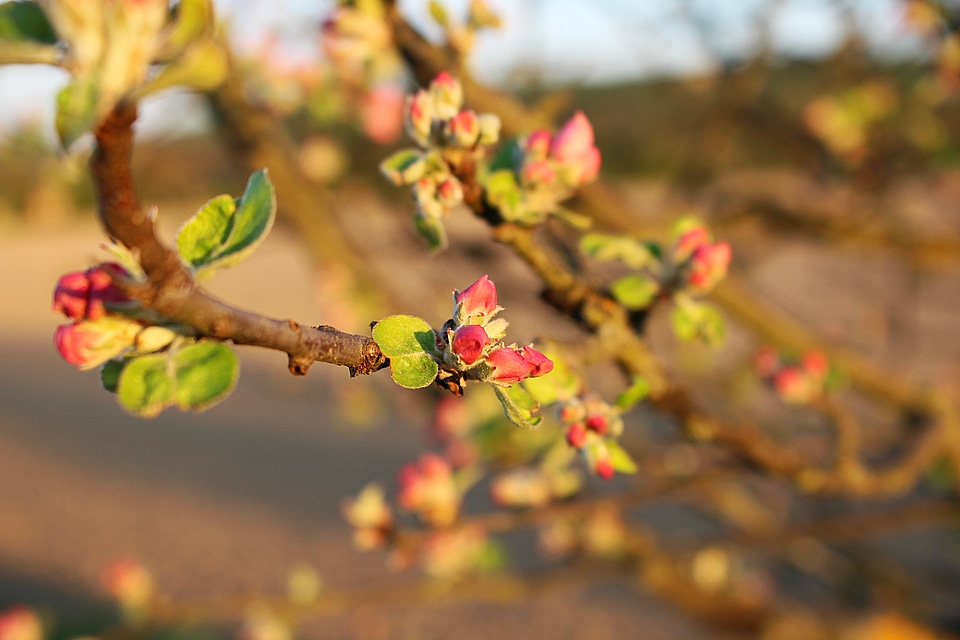 Apple tree apple blossom apple tree flowers