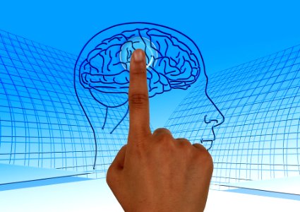brain 29