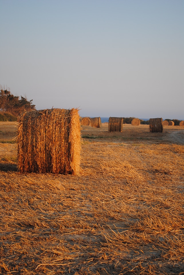 Rural hay field