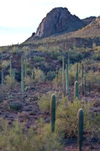 Ironwood Forest National Monument