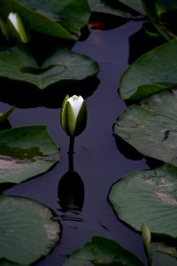 Kenilworth Aquatic Gardens