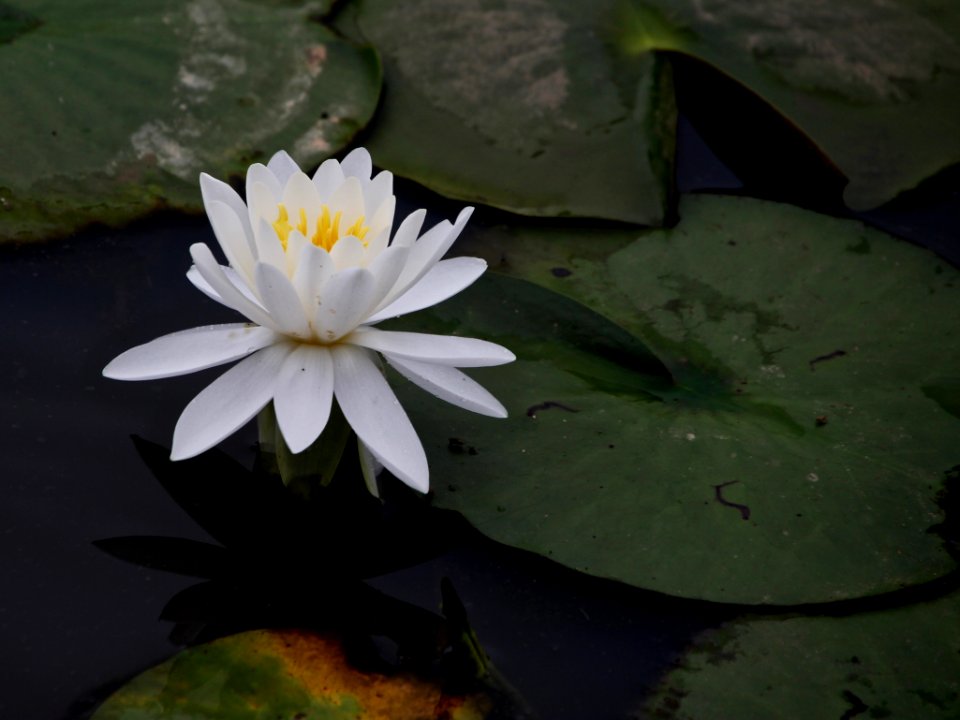 Kenilworth Aquatic Gardens