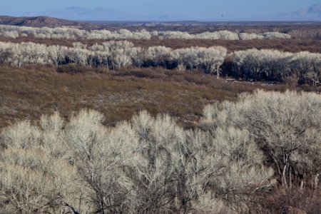 San Pedro Riparian National Conservation Area