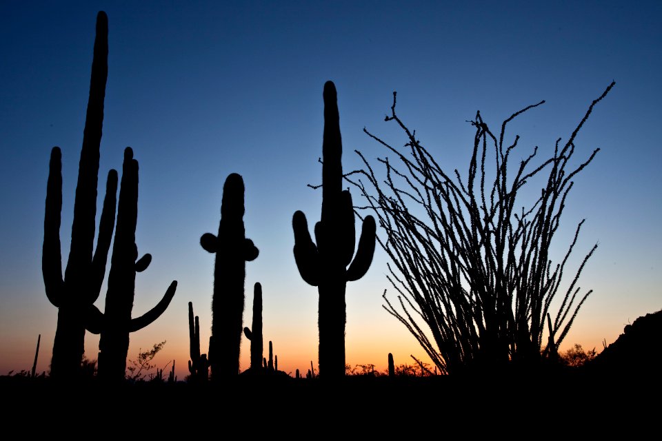 Sonoran Desert National Monument