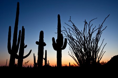 Sonoran Desert National Monument