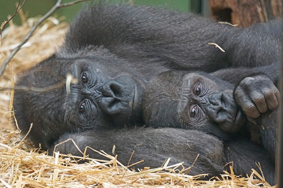 Apes gorilla close up