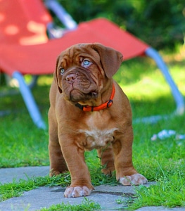 Bordeaux mastiff french mastiff photo