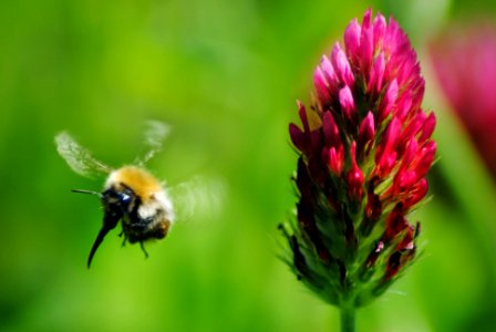 Connemara's Bee