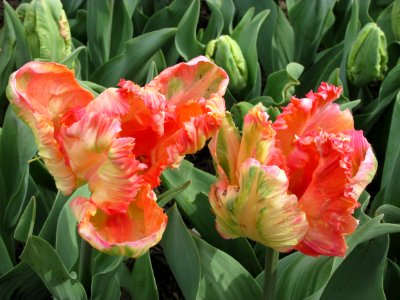 Lilyflowered tulip Apricot Parrot photo