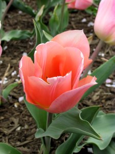 Triumph tulip Apricot Beauty photo