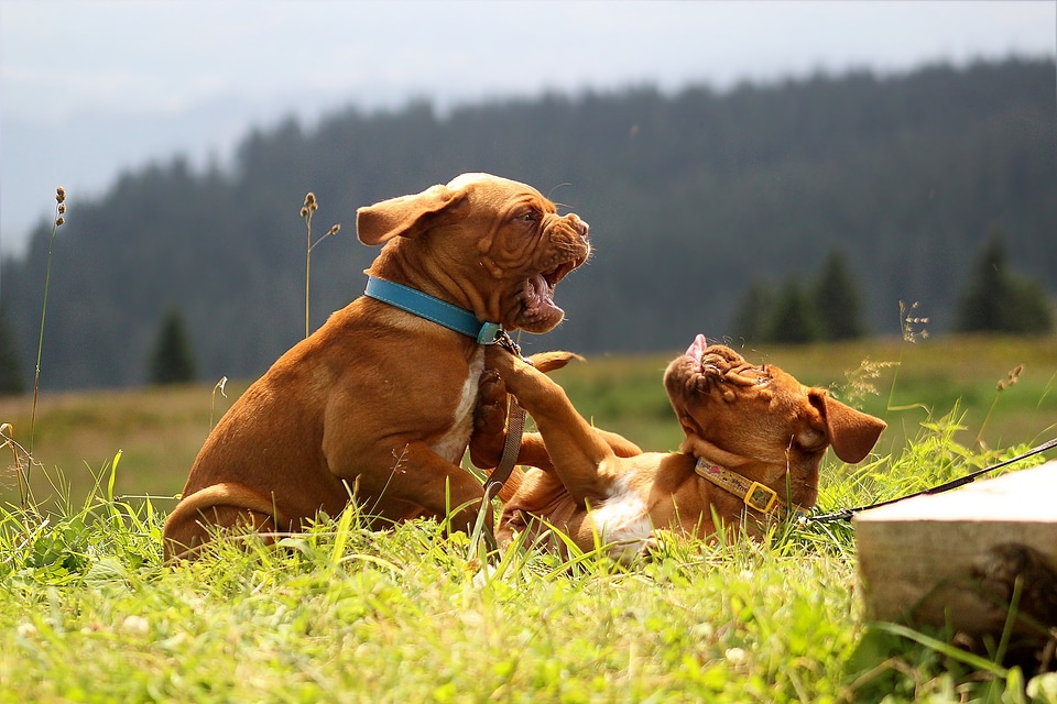 Puppy mastiff bordeaux