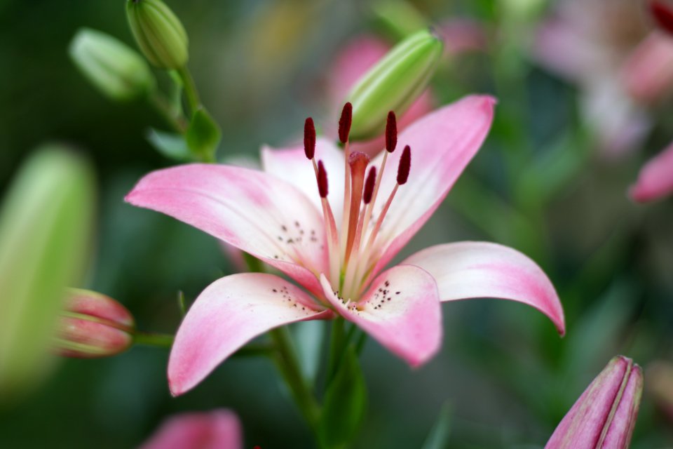 Lily flower