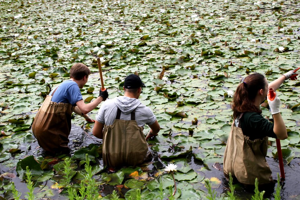Kenilworth Aquatic Gardens