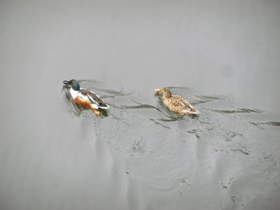 a couple of shovelers