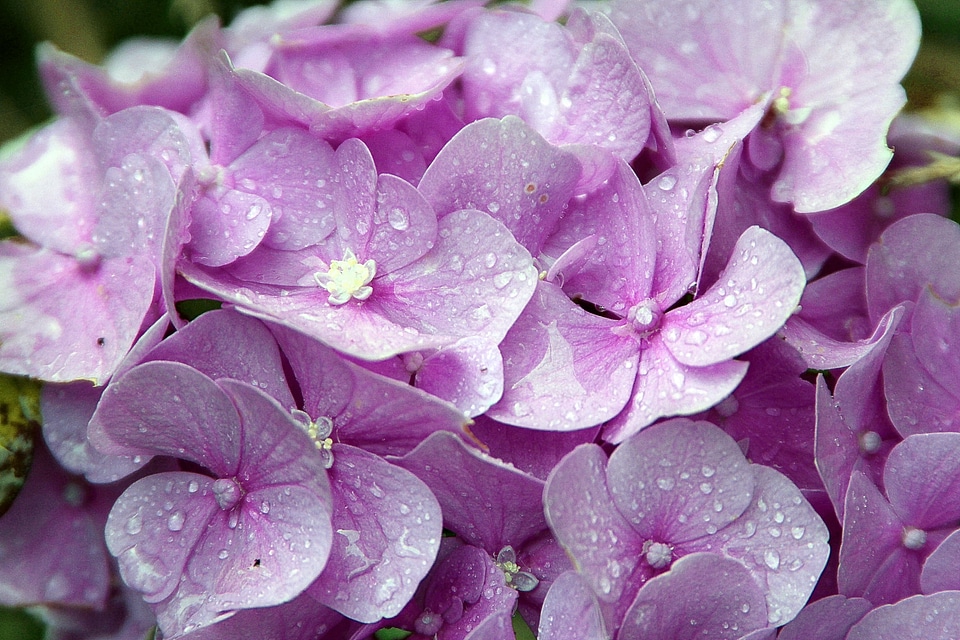 Hydrangea plants hydrangeaceae ornamental shrubs