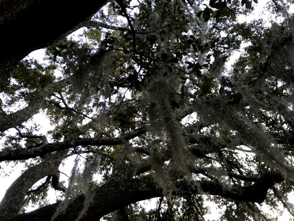 Image 1: Spanish Moss
