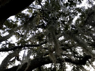 Image 1: Spanish Moss