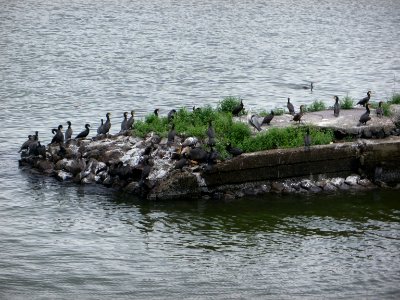Great Cormorants