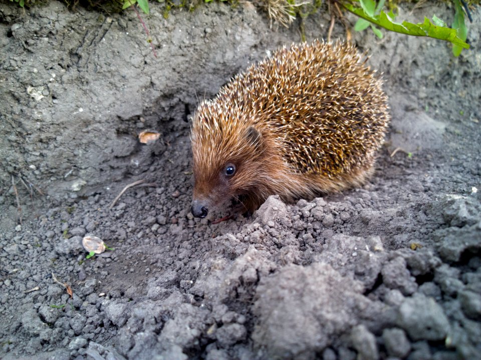 Hedgehog