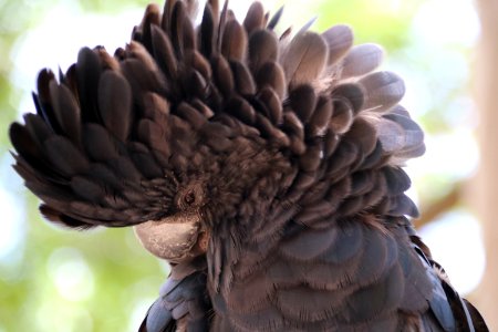 Tucking its head