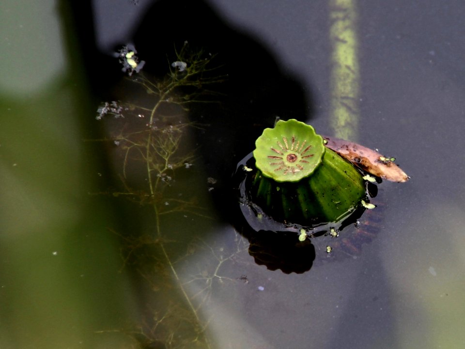 Kenilworth Aquatic Gardens