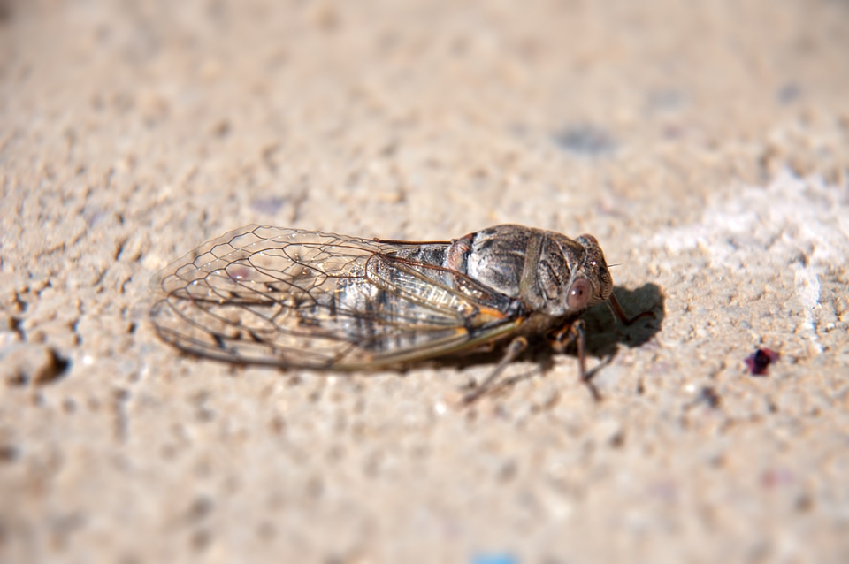 Insect cicada demo effect