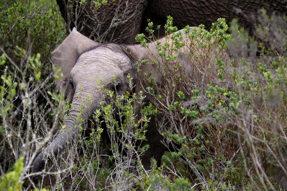 Elephant first discovery