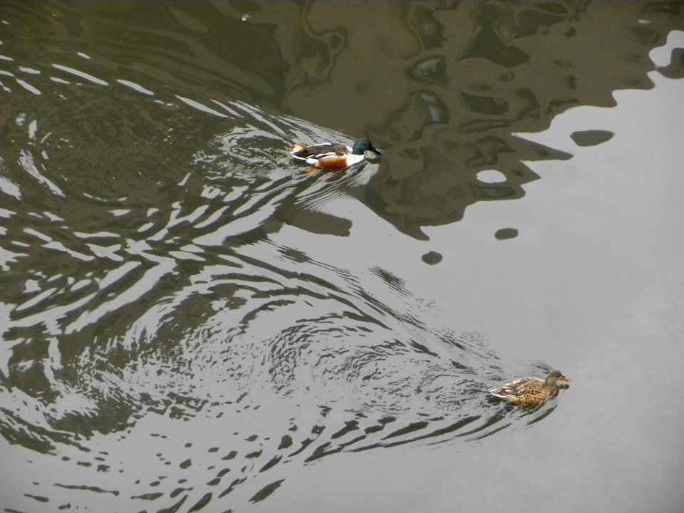 a couple of shovelers