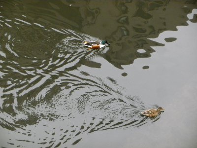 a couple of shovelers