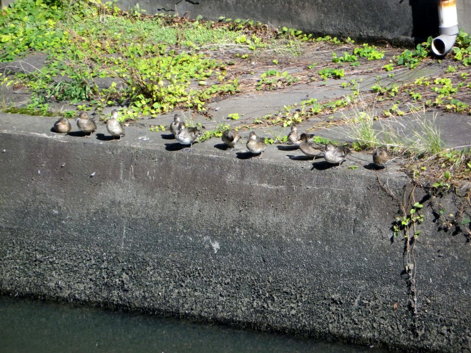 common teals in october (eclipse)