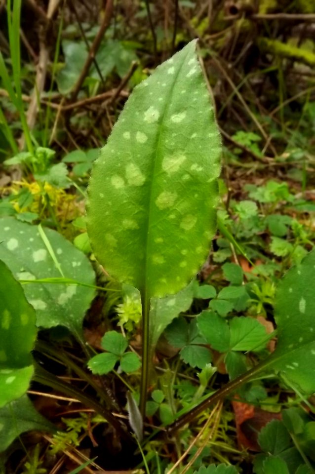 Pulmonaria cf. affinis