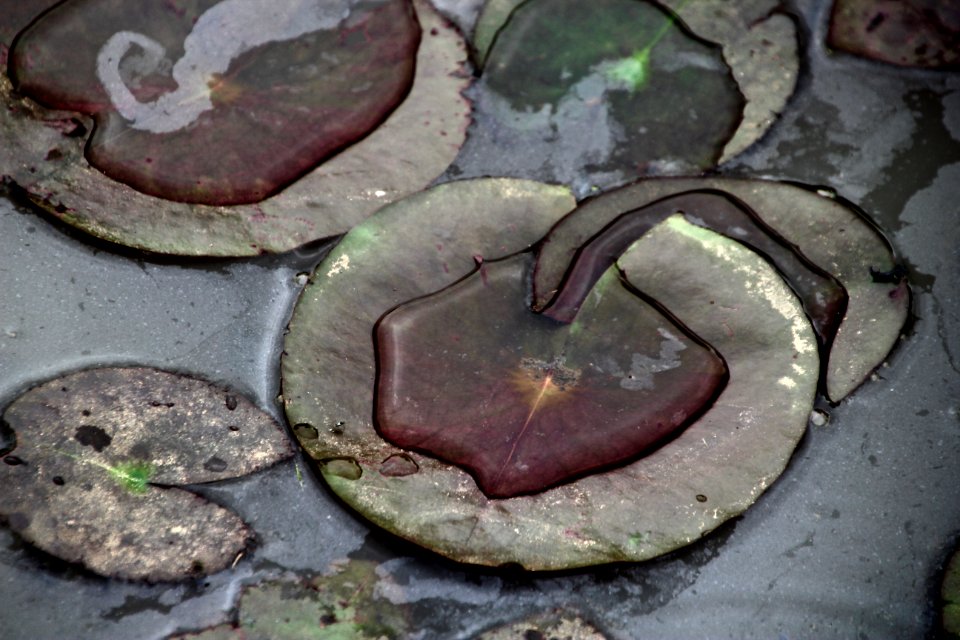 Kenilworth Aquatic Gardens