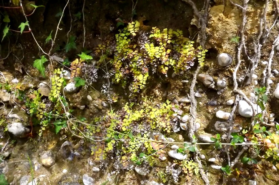 Adiantum capillis-veneris